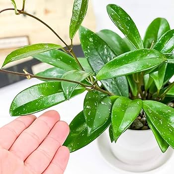Amazon.co.jp: PLANCHU 観葉植物 ホヤ プビカリクス シルバー